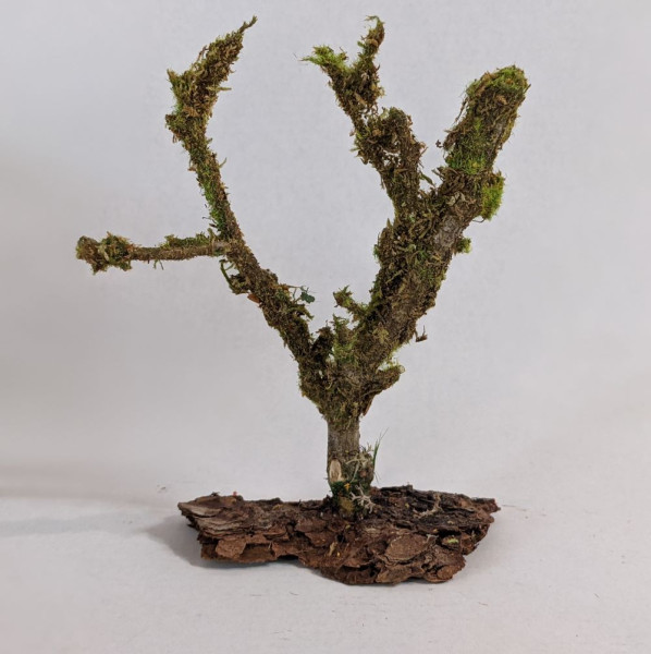 Baum vermoost 14 cm aus Naturmaterialien Krippenbotanik Krippenzubehör