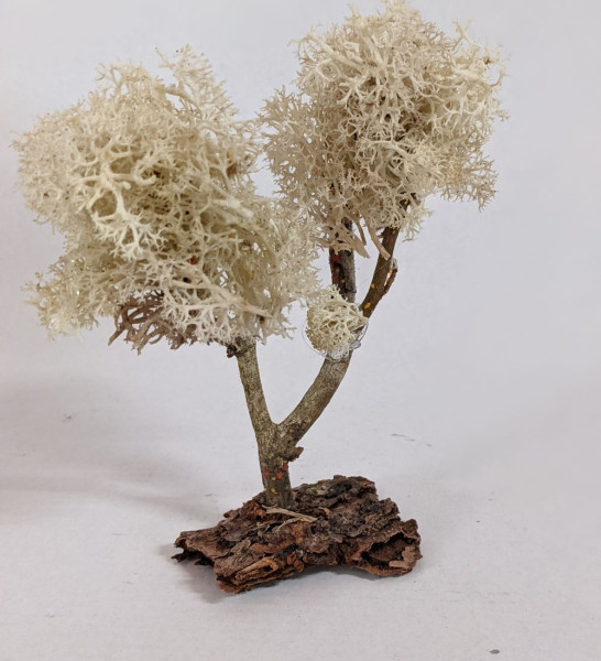 Flechtbaum auf Baumrinde hell aus Naturmateralien Krippenbotanik 12 cm hoch