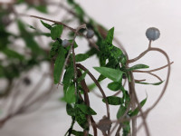 Vorschau: Blätterranke 70 cm Krippenbotanik Krippenzubehör Vorschau: Blätterranke 70 cm Krippenbotanik Krippenzubehör