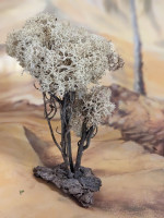 Flechtbaum auf Baumrinde hell aus Naturmateralien Krippenbotanik 12 cm hoch Flechtbaum auf Baumrinde hell aus Naturmateralien Krippenbotanik 12 cm hoch